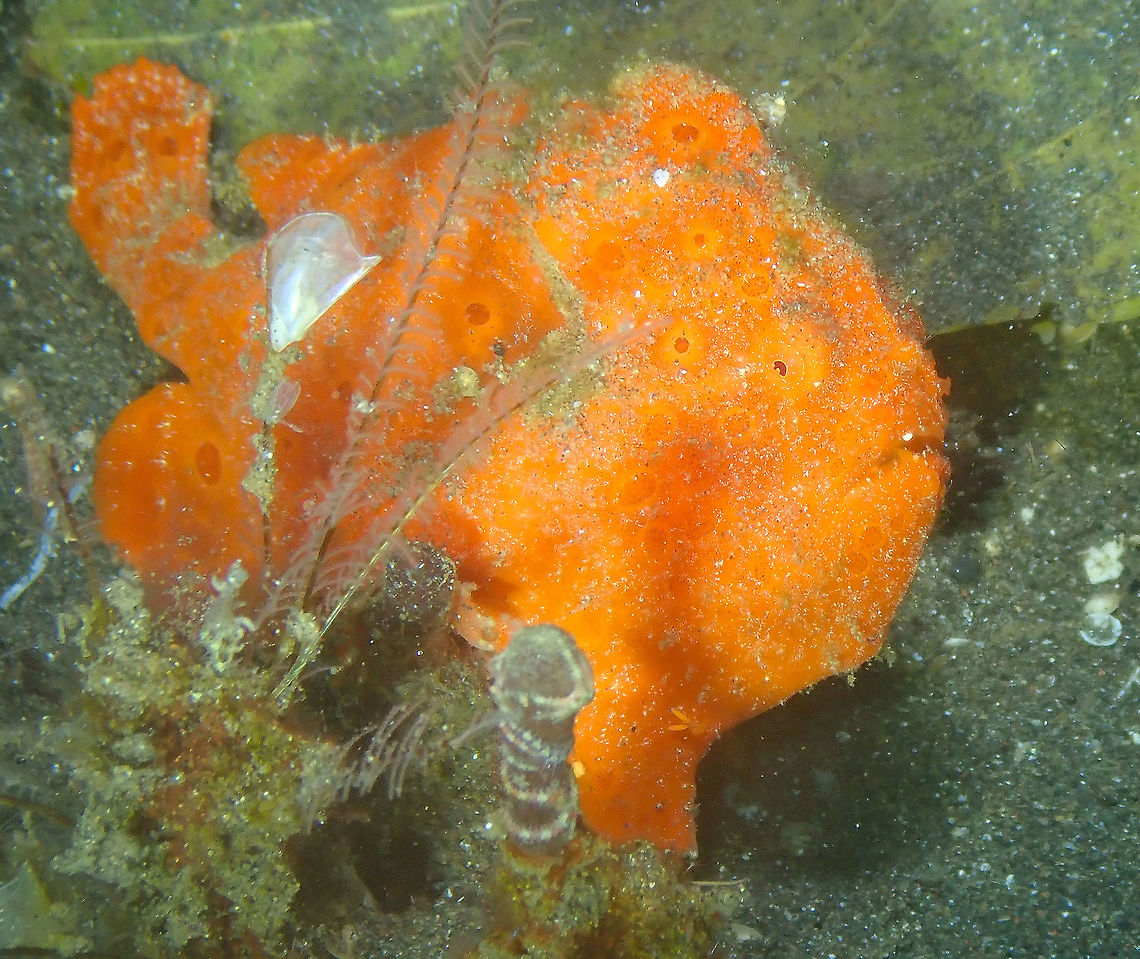 Painted Frogfish - Antennarius pictus Air Bajo 2, Lembeh.<br />
<figure class="photo"><a href="https://www.jungledragon.com/image/68478/painted_frogfish_antennarius_pictus.html" title="Painted Frogfish (Antennarius pictus)"><img src="https://s3.amazonaws.com/media.jungledragon.com/images/2298/68478_thumb.JPG?AWSAccessKeyId=05GMT0V3GWVNE7GGM1R2&Expires=1770854410&Signature=bXScXjXusRs6YaqYRgkrhPNwCYo%3D" width="200" height="158" alt="Painted Frogfish (Antennarius pictus) Air Bajo 2, Lembeh. Of course, I had to go around the frogfish and make another pic! :-D Antennarius pictus,Geotagged,Indonesia,Painted frogfish,Spring" /></a></figure> Antennarius pictus,Geotagged,Indonesia,Painted frogfish,Spring