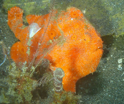 Painted Frogfish - Antennarius pictus Air Bajo 2, Lembeh.
https://www.jungledragon.com/image/68478/painted_frogfish_antennarius_pictus.html Antennarius pictus,Geotagged,Indonesia,Painted frogfish,Spring