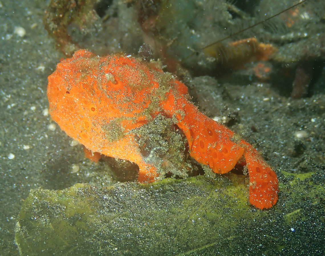 Painted Frogfish (Antennarius pictus) Air Bajo 2, Lembeh. Of course, I had to go around the frogfish and make another pic! :-D Antennarius pictus,Geotagged,Indonesia,Painted frogfish,Spring