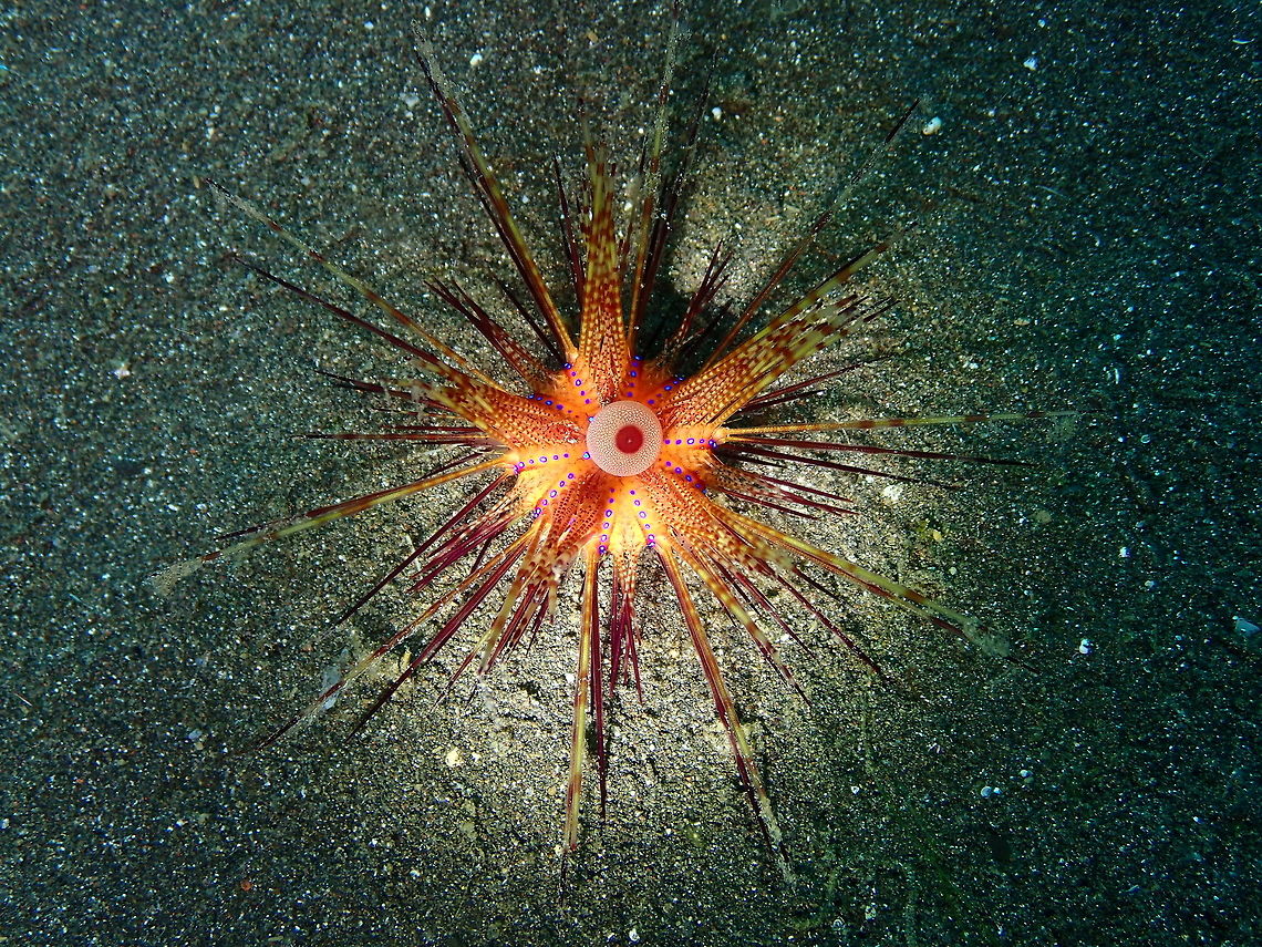 Fire Urchin (Astropyga radiata)-juvenile Air Bajo 2, Lembeh. Astropyga radiata,Geotagged,Indonesia,Red urchin,Spring
