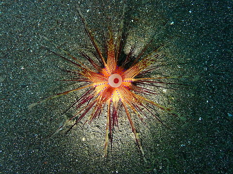 Fire Urchin (Astropyga radiata)-juvenile Air Bajo 2, Lembeh. Astropyga radiata,Geotagged,Indonesia,Red urchin,Spring