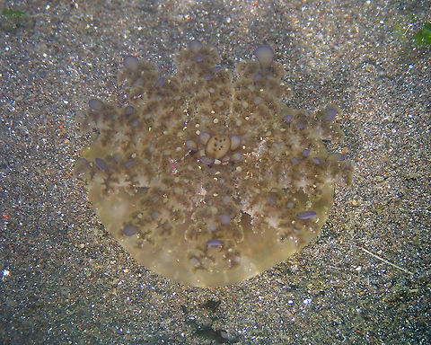 Cassiopea_andromeda OLYMPUS DIGITAL CAMERA Cassiopea andromeda,Geotagged,Indonesia,Spring