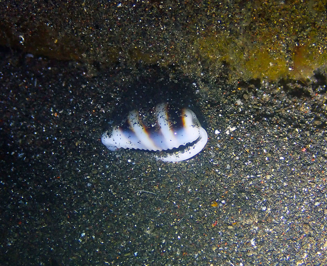 Cowry Snail - Cypraea asellus Air Bajo 2, Lembeh. Geotagged,Indonesia,Palmadusta asellus,Spring