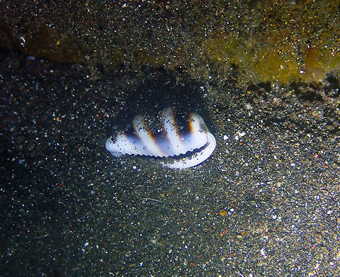 Cowry Snail - Cypraea asellus Air Bajo 2, Lembeh. Geotagged,Indonesia,Palmadusta asellus,Spring