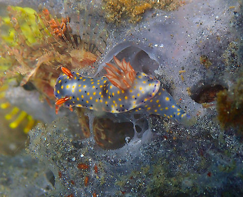 Hypselodoris infucata Air Bajo 2, Lembeh. Geotagged,Hypselodoris infucata,Indonesia,Spring