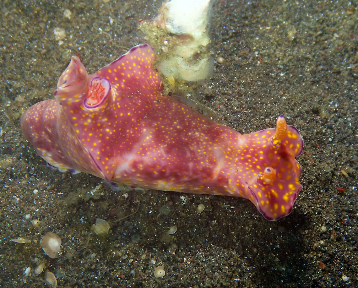 Ceratosoma tenue Air bajo 2, Lembeh.<br />
<figure class="photo"><a href="https://www.jungledragon.com/image/68528/ceratosoma_tenue.html" title="Ceratosoma tenue"><img src="https://s3.amazonaws.com/media.jungledragon.com/images/2298/68528_thumb.JPG?AWSAccessKeyId=05GMT0V3GWVNE7GGM1R2&Expires=1769040010&Signature=ptAVkWDCFpmhOdCHWLKCQ9xWFHA%3D" width="116" height="152" alt="Ceratosoma tenue Air Bajo 2, Lembeh. Ceratosoma tenue,Geotagged,Indonesia,Purple-edged Ceratosoma,Spring" /></a></figure> Ceratosoma tenue,Geotagged,Indonesia,Purple-edged Ceratosoma,Spring