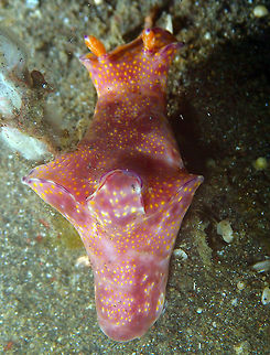 Ceratosoma tenue Air Bajo 2, Lembeh. Ceratosoma tenue,Geotagged,Indonesia,Purple-edged Ceratosoma,Spring