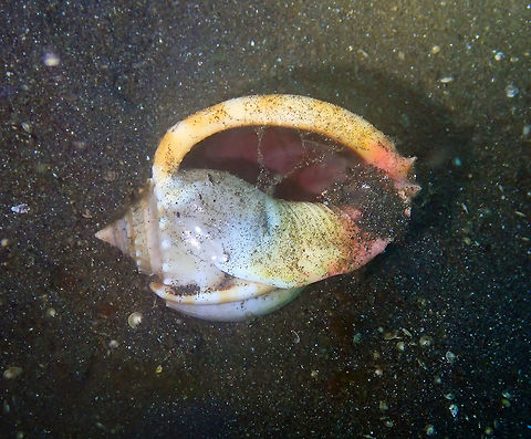 Grey Bonnet (Phalium glaucum) Air Bajo 2, Lembeh.
https://www.jungledragon.com/image/68538/grey_bonnet_phalium_glaucum.html Geotagged,Grey bonnet,Indonesia,Phalium glaucum,Spring