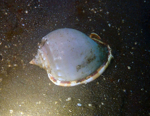 Grey Bonnet (Phalium glaucum) Air Bajo 2, Lembeh. Geotagged,Grey bonnet,Indonesia,Phalium glaucum,Spring