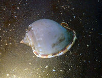 Grey Bonnet (Phalium glaucum) Air Bajo 2, Lembeh. Geotagged,Grey bonnet,Indonesia,Phalium glaucum,Spring