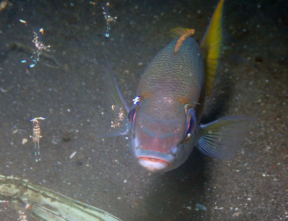 Peters' monocle bream (Scolopsis affinis) in Ancylomenes holthuisi's cleaning station Air Bajo 2, Lembeh. <br />
The fish is being cleaned up by shrimps of Ancylomenes holthuisi species.<br />
<figure class="photo"><a href="https://www.jungledragon.com/image/68540/ancylomenes_holthuisi_doing_her_job_on_scolopsis_affinis.html" title="Ancylomenes holthuisi  doing her job on Scolopsis affinis"><img src="https://s3.amazonaws.com/media.jungledragon.com/images/2298/68540_thumb.JPG?AWSAccessKeyId=05GMT0V3GWVNE7GGM1R2&Expires=1759968010&Signature=C5ef7npMlGHh23VlXBKbH4joXMI%3D" width="126" height="152" alt="Ancylomenes holthuisi  doing her job on Scolopsis affinis Air Bajo 2, Lembeh. Geotagged,Indonesia,Scolopsis affinis,Spring" /></a></figure> Geotagged,Indonesia,Scolopsis affinis,Spring