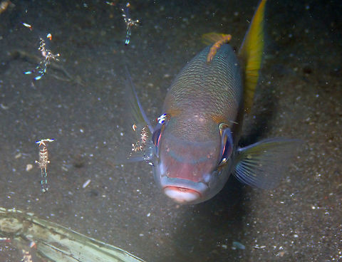 Peters' monocle bream (Scolopsis affinis) in Ancylomenes holthuisi's cleaning station Air Bajo 2, Lembeh. 
The fish is being cleaned up by shrimps of Ancylomenes holthuisi species.
https://www.jungledragon.com/image/68540/ancylomenes_holthuisi_doing_her_job_on_scolopsis_affinis.html Geotagged,Indonesia,Scolopsis affinis,Spring