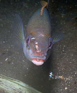 Ancylomenes holthuisi  doing her job on Scolopsis affinis Air Bajo 2, Lembeh. Geotagged,Indonesia,Scolopsis affinis,Spring