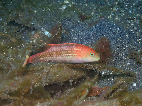 Two-Spot Wrasse (Oxycheilinus bimaculatus) Air Bajo 2, Lembeh. Geotagged,Indonesia,Oxycheilinus bimaculatus,Spring,Two-spot wrasse