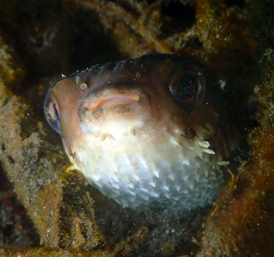 Longspined Porcupinefish (Diodon holocanthus) Air Bajo 2, Lembeh. Diodon holocanthus,Geotagged,Indonesia,Longspined porcupinefish,Spring