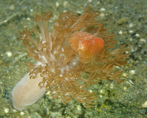 Dwarf cuttlefish (Sepia sp) Air Bajo 2, Lembeh.
https://www.jungledragon.com/image/68577/dwarf_cuttlefish_sepia_bandensis.html Geotagged,Indonesia,Sepia,Spring,cuttlefish