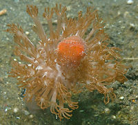 Dwarf cuttlefish (Sepia sp) Air bajo 2, Lembeh.  Geotagged,Indonesia,Sepia bandensis,Spring,Stumpy-spined cuttlefish
