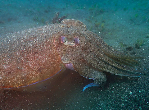 Sepia esculenta Air Bajo 2, Lembeh.
https://www.jungledragon.com/image/68579/sepia_esculenta.html Geotagged,Golden Cuttlefish,Indonesia,Sepia esculenta,Spring