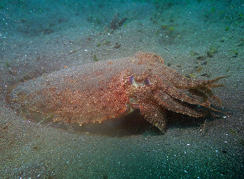 Sepia esculenta Air Bajo 2, Lembeh. Geotagged,Golden Cuttlefish,Indonesia,Sepia esculenta,Spring