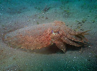 Sepia esculenta Air Bajo 2, Lembeh. Geotagged,Golden Cuttlefish,Indonesia,Sepia esculenta,Spring