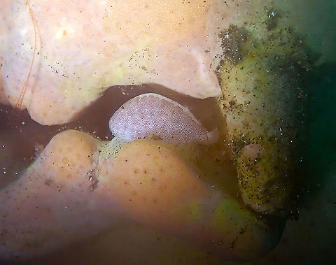 Procalpurnus semistriatus Air Bajo 2, Lembeh. Geotagged,Indonesia,Procalpurnus semistriatus,Spring