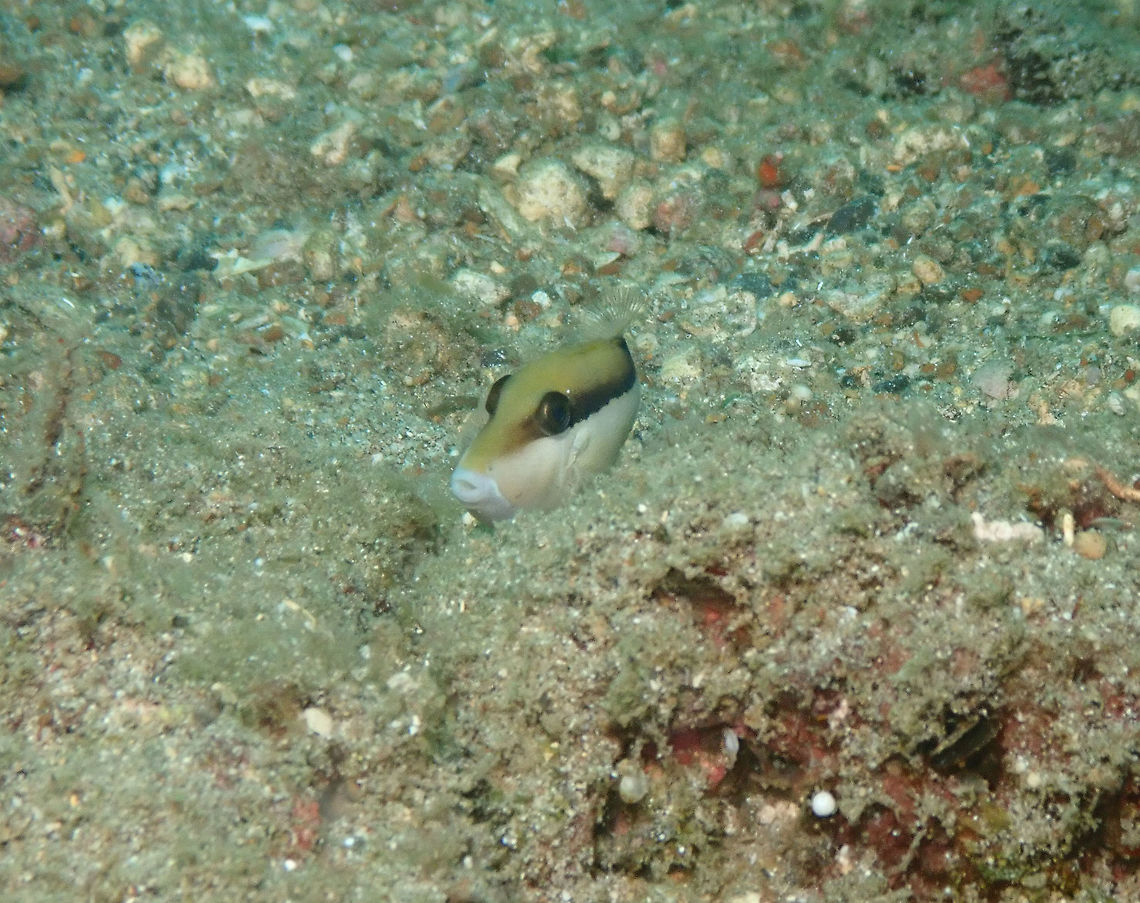 Sufflamen chrysopterus juvenile Kapal Indah, Lembeh. It took me quite a while to find out what this fish was! :-) Geotagged,Halfmoon triggerfish,Indonesia,Spring,Sufflamen chrysopterum