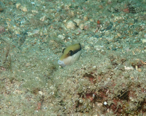 Sufflamen chrysopterus juvenile Kapal Indah, Lembeh. It took me quite a while to find out what this fish was! :-) Geotagged,Halfmoon triggerfish,Indonesia,Spring,Sufflamen chrysopterum