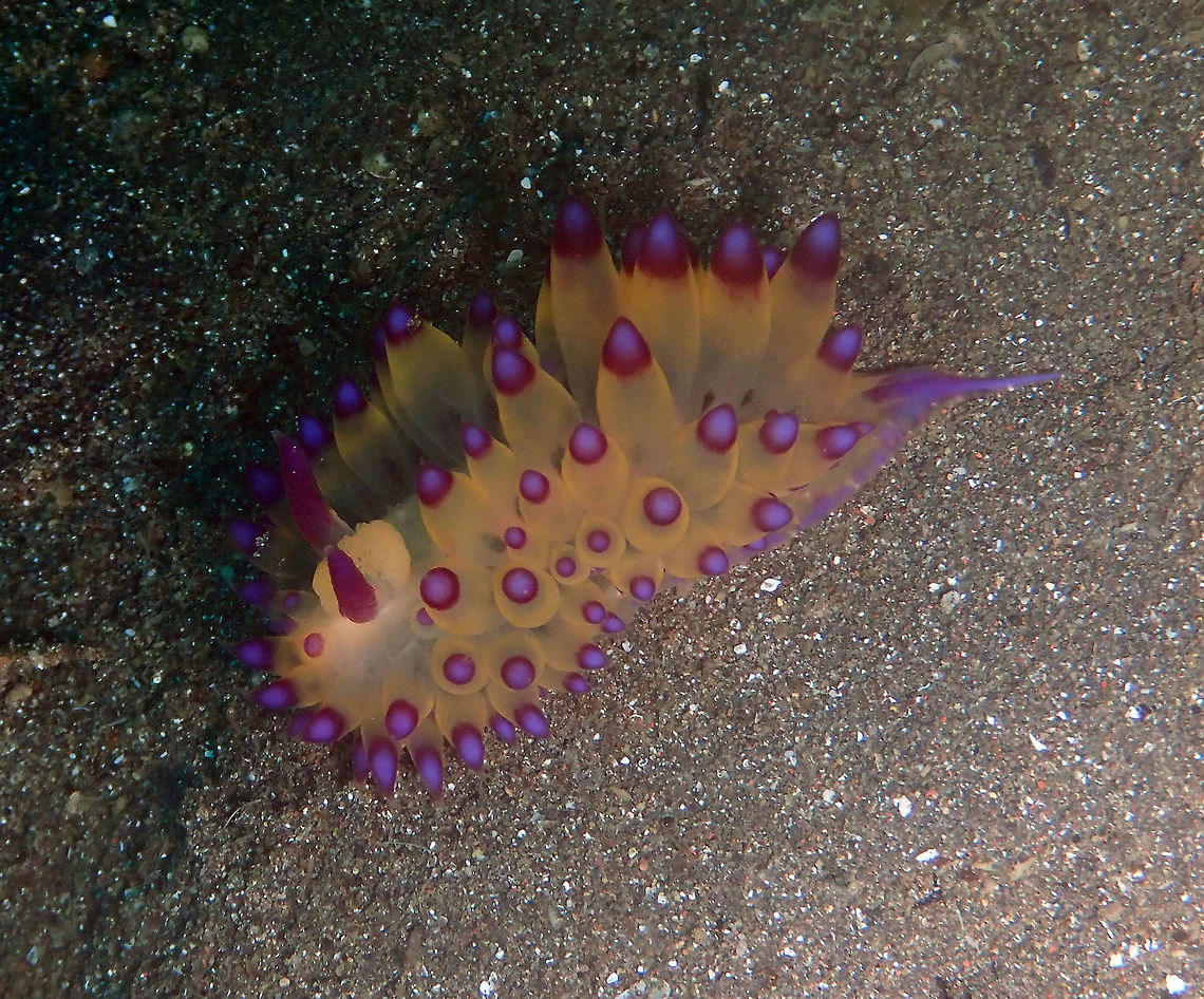 Janolus flavoanulatus Air Bajo 2, Lembeh.<br />
It is like walking with purle candles in your body :-)<br />
<figure class="photo"><a href="https://www.jungledragon.com/image/68583/janolus_savinkini.html" title="Janolus savinkini"><img src="https://s3.amazonaws.com/media.jungledragon.com/images/2298/68583_thumb.jpg?AWSAccessKeyId=05GMT0V3GWVNE7GGM1R2&Expires=1759968010&Signature=Tqr6wIBzys4%2BZliCjqjNShTrgl8%3D" width="128" height="152" alt="Janolus savinkini Air Bajo 2, Lembeh. Geotagged,Indonesia,Janolus flavoanulatus,Janolus savinkini,Nudibranch Janolus flavoanulatus,Spring" /></a></figure> Geotagged,Indonesia,Janolus flavoanulatus,Janolus savinkini,Nudibranch Janolus flavoanulatus,Spring