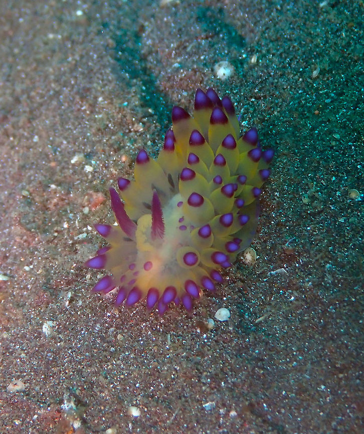 Janolus savinkini Air Bajo 2, Lembeh. Geotagged,Indonesia,Janolus flavoanulatus,Janolus savinkini,Nudibranch Janolus flavoanulatus,Spring