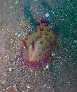 Janolus savinkini Air Bajo 2, Lembeh. Geotagged,Indonesia,Janolus flavoanulatus,Janolus savinkini,Nudibranch Janolus flavoanulatus,Spring
