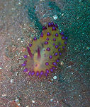 Janolus savinkini Air Bajo 2, Lembeh. Geotagged,Indonesia,Janolus flavoanulatus,Janolus savinkini,Nudibranch Janolus flavoanulatus,Spring