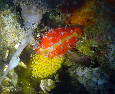 Palmadusta ziczac (Cypraea ziczac) laying eggs Serena Pata, Lembeh. Geotagged,Indonesia,Palmadusta ziczac,Spring