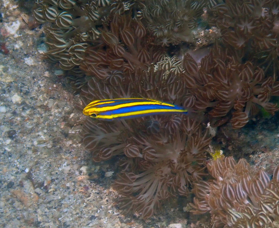 Yellow Striped Whiptail/Bream (Pentapodus aureofasciatus) Juvenile Serena Pata.<br />
A tiny touch of color in the sandy bottoms of Lembeh. Geotagged,Indonesia,Pentapodus aureofasciatus,Spring,Yellowstripe Threadfin Bream