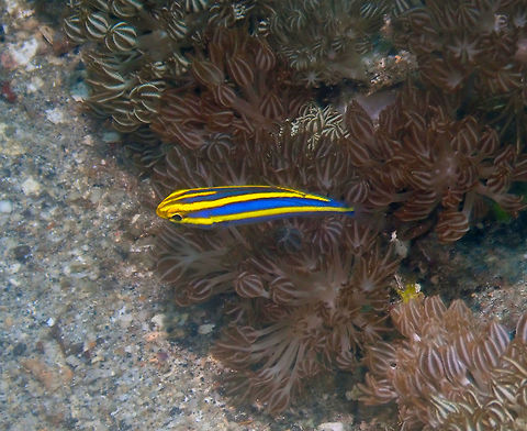 Yellow Striped Whiptail/Bream (Pentapodus aureofasciatus) Juvenile Serena Pata.
A tiny touch of color in the sandy bottoms of Lembeh. Geotagged,Indonesia,Pentapodus aureofasciatus,Spring,Yellowstripe Threadfin Bream
