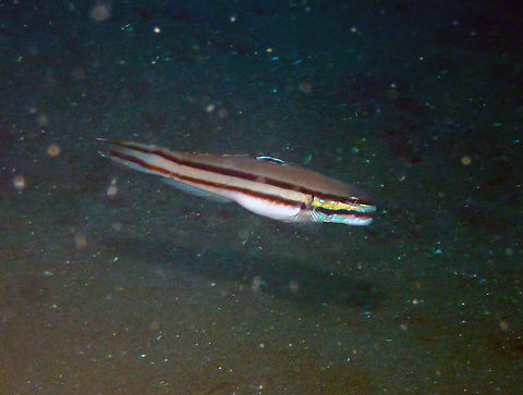 Twostripe goby (Valenciennea heldsdingenii) Air Bajo 2. Lembeh. Geotagged,Indonesia,Spring,Valenciennea heldsdingenii,Valenciennea helsdingenii