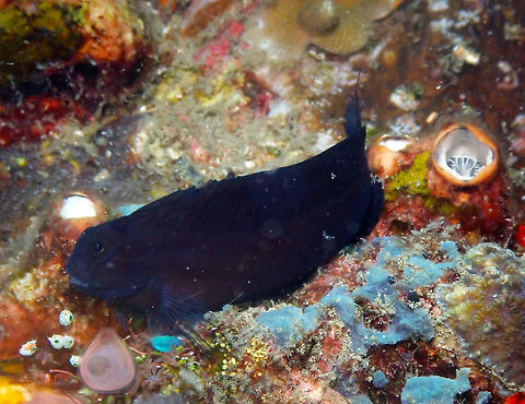 Lady Musgrave blenny (Cirripectes chelomatus) Serena Pata, Lembeh. Cirripectes chelomatus,Geotagged,Indonesia,Spring