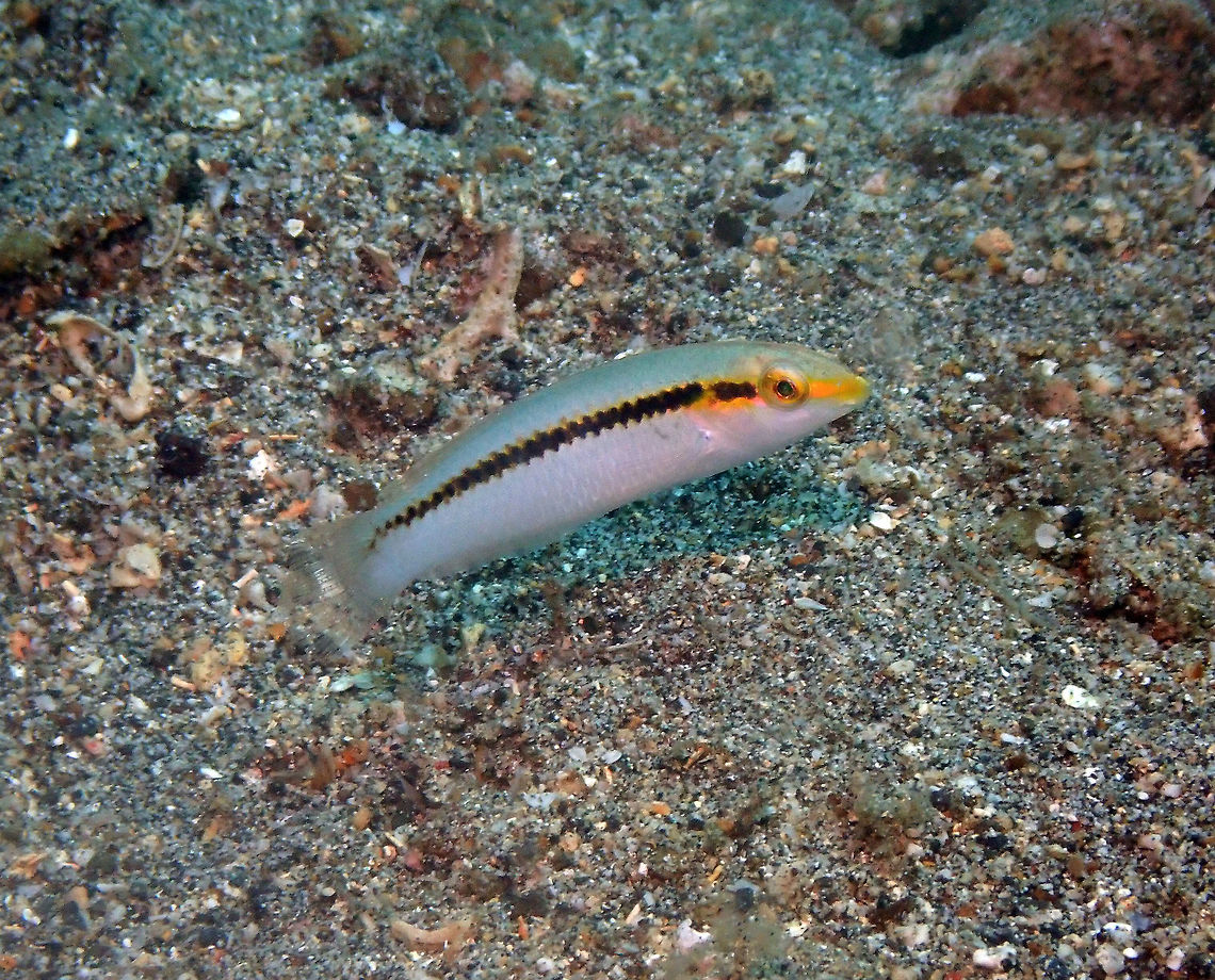 Zigzag Wrasse (Halichoeres scapularis) - juvenile Serena Pata, Lembeh. Geotagged,Halichoeres scapularis,Indonesia,Spring,Zigzag wrasse