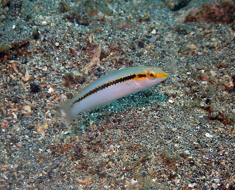 Zigzag Wrasse (Halichoeres scapularis) - juvenile Serena Pata, Lembeh. Geotagged,Halichoeres scapularis,Indonesia,Spring,Zigzag wrasse