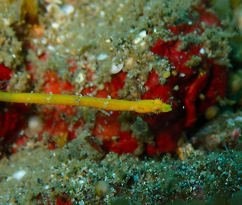 Tasselled pipefish (Halicampus brocki) Serena Pata, Lembeh.
At first sight it could be a little piece of yellow algae but in close up you see is a tiny pipefish with beautiful eyelashes!
Full body view here:
https://www.jungledragon.com/image/68625/tasselled_pipefish_halicampus_brocki.html
https://www.jungledragon.com/image/68626/tasselled_pipefish_halicampus_brocki.html Geotagged,Halicampus brocki,Indonesia,Spring,Tasselled pipefish