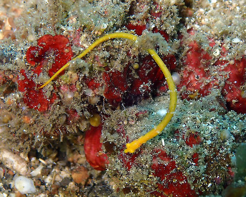 Tasselled pipefish (Halicampus brocki) Serena Pata, Lembeh. Geotagged,Halicampus brocki,Indonesia,Spring,Tasselled pipefish