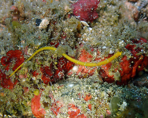 Tasselled pipefish (Halicampus brocki) Serena Pata, Lembeh. Geotagged,Halicampus brocki,Indonesia,Spring,Tasselled pipefish
