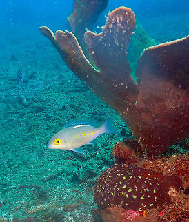 Saw-jawed monocle bream (Scolopsis ciliatus) Serena Pata, Lembeh. Geotagged,Indonesia,Saw-jawed monocle bream,Scolopsis ciliata,Spring