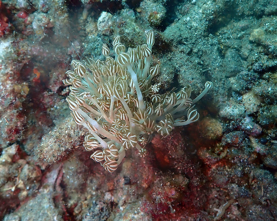 Xenia elongata Serena pata, Lembeh. Geotagged,Indonesia,Pulsing Xenia,Spring,Xenia elongata