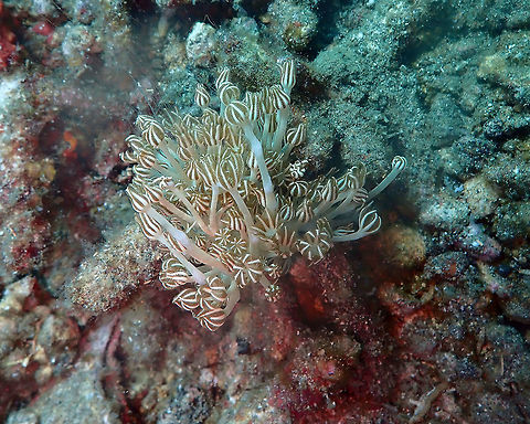 Xenia elongata Serena pata, Lembeh. Geotagged,Indonesia,Pulsing Xenia,Spring,Xenia elongata