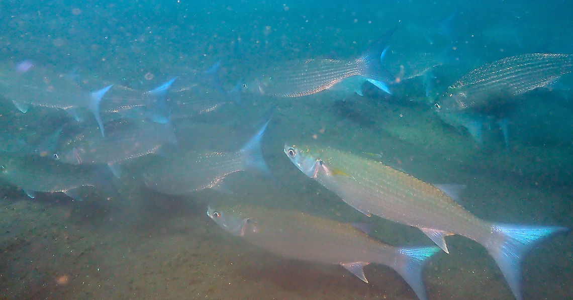 Fringelip Mullet (Crenimugil crenilabis) Air Bajo 2, Lembeh.<br />
Big school of mullets rapidly cruising around us in sandy murky water. Crenimugil crenilabis,Fringelip Mullet,Geotagged,Indonesia,Spring