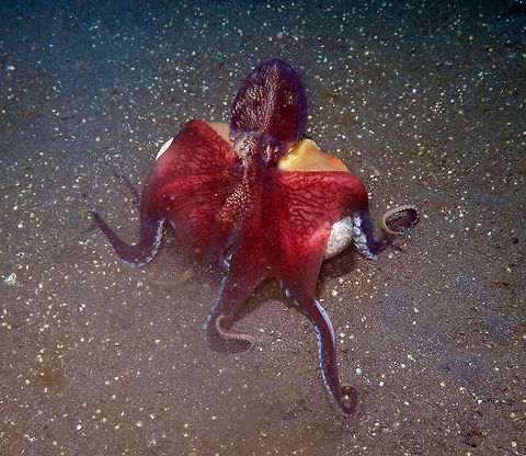 Coconut Octopus - Amphioctopus marginatus- Moving with my shell Air Bajo 2, lembeh.
This octopus did not like us around and decided to move but of course carrying its shell :-)
https://www.jungledragon.com/image/68670/amphioctopus_marginatus-_go_away_people.html
https://www.jungledragon.com/image/68671/amphioctopus_marginatus-i_give_up.html
https://www.jungledragon.com/image/68672/amphioctopus_marginatus-one_more_pic_and_then_you_go.html Amphioctopus marginatus,Coconut octopus,Geotagged,Indonesia,Spring