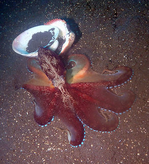 Amphioctopus marginatus- Go away people! Air bajo 2, Lembeh. Amphioctopus marginatus,Coconut octopus,Geotagged,Indonesia,Spring