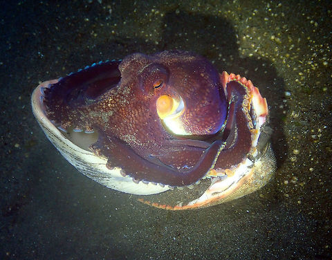 Amphioctopus marginatus-I give up Air Bajo 2, Lembeh. Amphioctopus marginatus,Coconut octopus,Geotagged,Indonesia,Spring