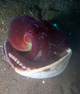 Amphioctopus marginatus-One more pic and then you go! Air Bajo 2, Lembeh. Amphioctopus marginatus,Coconut octopus,Geotagged,Indonesia,Spring