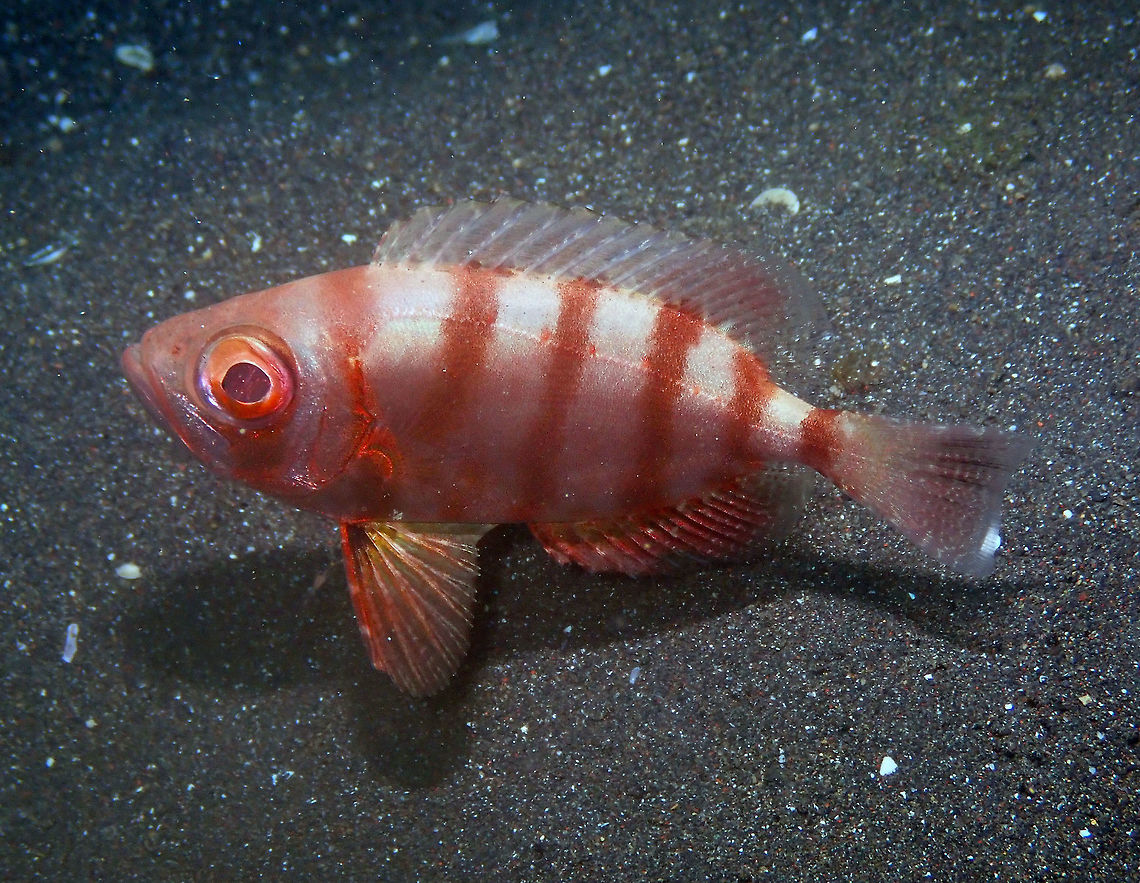 Glasseye - Heteropriacanthus cruentatus Air Bajo 2, Lembeh.<br />
 Geotagged,Glasseye,Heteropriacanthus cruentatus,Indonesia,Spring